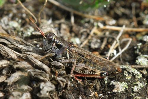 Bohemanella frigida frigida