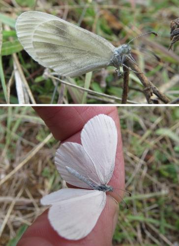 Leptidea sp.