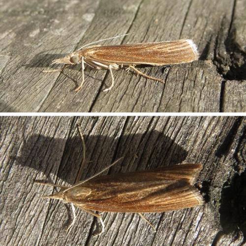 Réf. 213 847 : Agriphila tristella