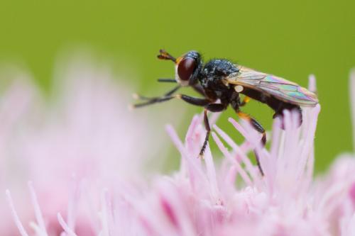 Thecophora atra