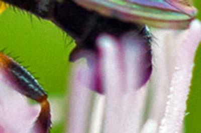 Thecophora atra