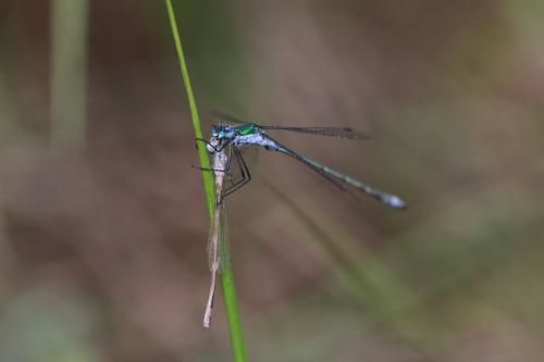 Lestes sponsa
