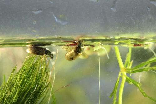 Helophorus sp.