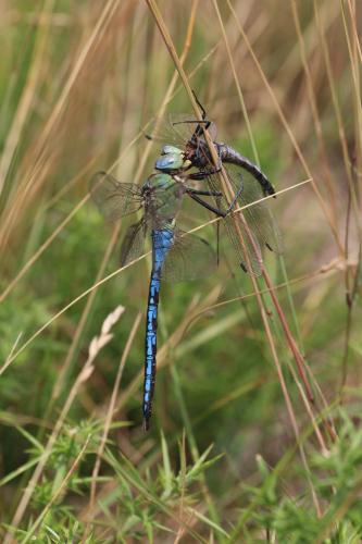 Réf. 213 690 : Anax imperator