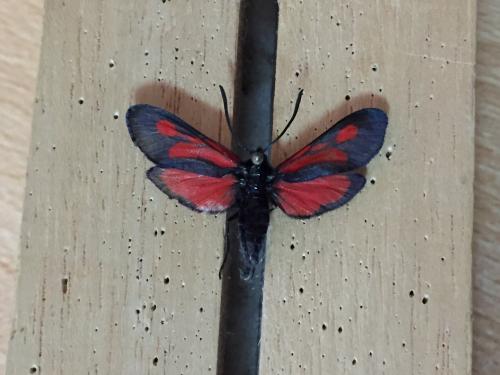 Réf. 213 526 : Zygaena romeo