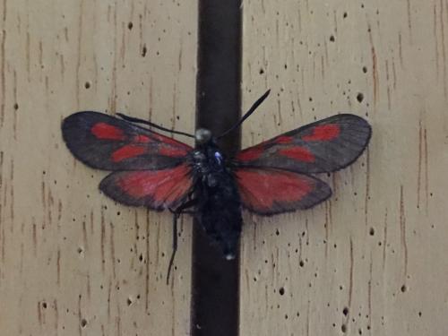 Zygaena romeo