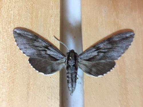 Réf. 213 722 : Sphinx sp.