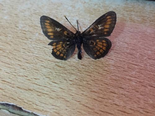 Melitaea sp.