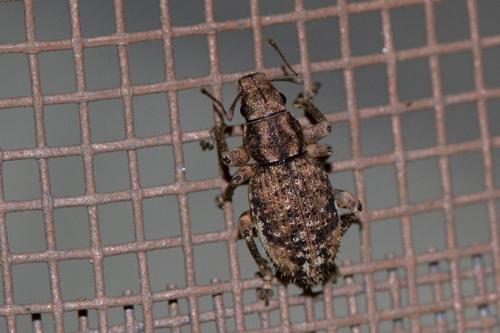 Caulostrophus subsulcatus