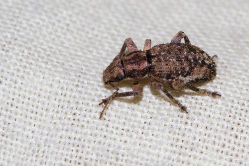 Caulostrophus subsulcatus