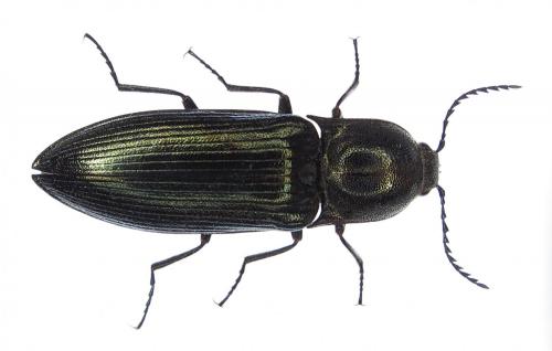 Ctenicera pectinicornis