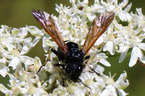 Réf. 213 793 : Cephaledo bifasciata rossii