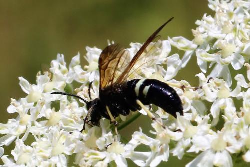 Réf. 213 598 : Cephaledo bifasciata rossii