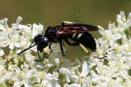 Réf. 213 599 : Cephaledo bifasciata rossii