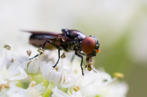 Réf. 213 487 : Chrysogaster solstitialis