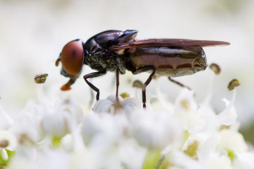 Réf. 213 488 : Chrysogaster solstitialis