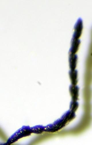 Réf. 213 409 : Phyllotreta consobrina