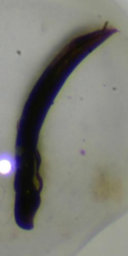 Réf. 213 408 : Phyllotreta consobrina