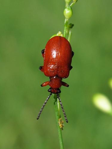 Lilioceris merdigera