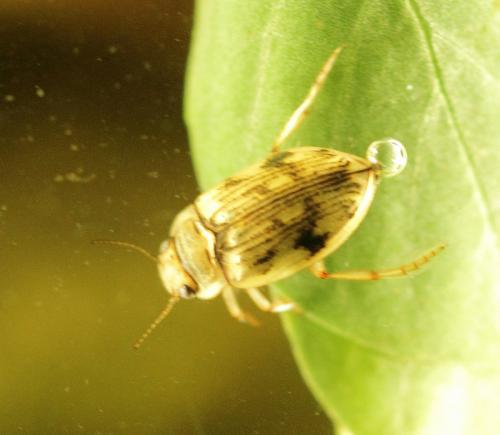 Nebrioporus canaliculatus