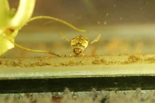 Nebrioporus canaliculatus