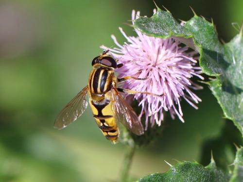 Réf. 213 111 : Helophilus pendulus