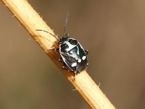 Eurydema oleracea