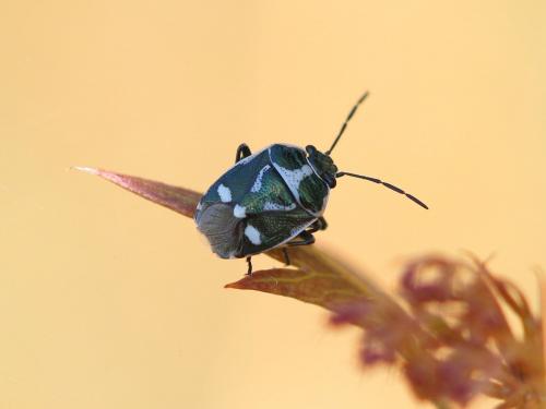 Eurydema oleracea