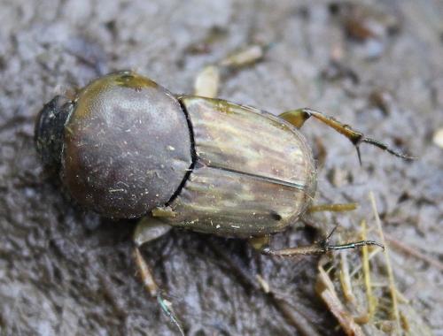 Réf. 213 373 : Euoniticellus fulvus