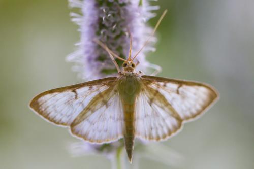 Réf. 213 635 : Pleuroptya ruralis