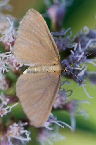 Réf. 213 896 : Minoa murinata