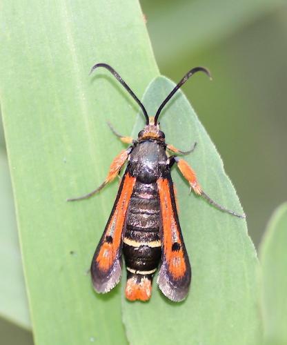 Réf. 213 155 : Pyropteron chrysidiformis