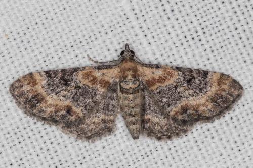 Eupithecia sp.
