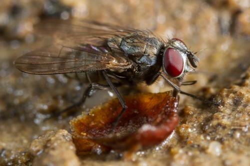 Réf. 213 636 : Limnophora pollinifrons