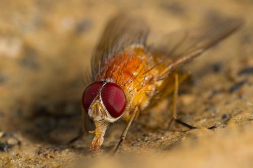 Réf. 213 702 : Phaonia pallida