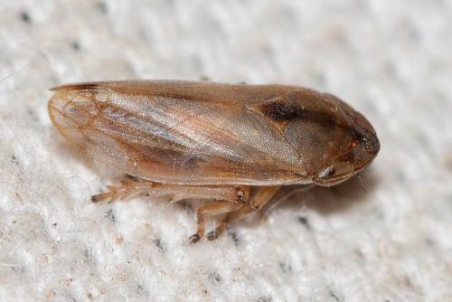 Neophilaenus sp.