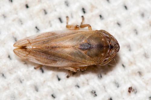 Neophilaenus sp.