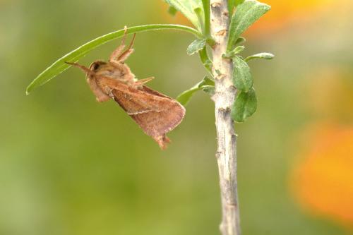 Triodia sylvina