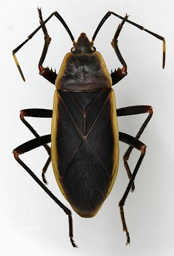 Iphita limbata
