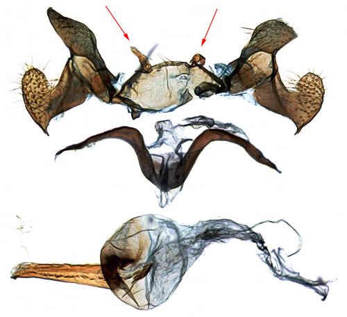 Réf. 213 548 : Isophrictis corsicella