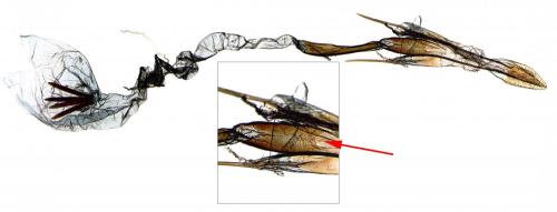 Isophrictis corsicella