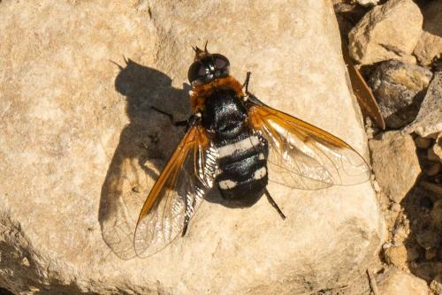 Réf. 213 054 : Exoprosopa rutilla