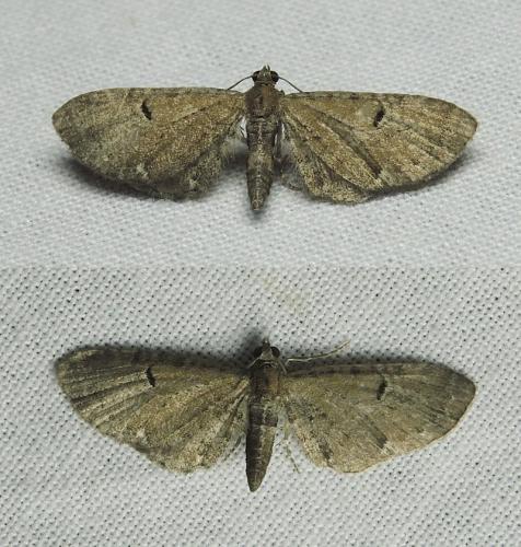 Eupithecia sp.