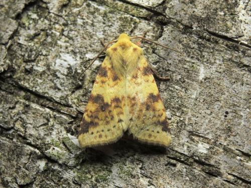 Réf. 213 022 : Xanthia icteritia