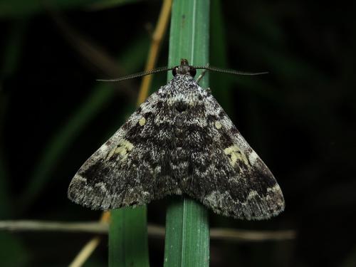 Idia calvaria