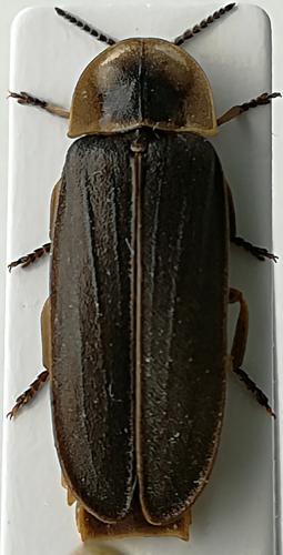 Lampyris noctiluca