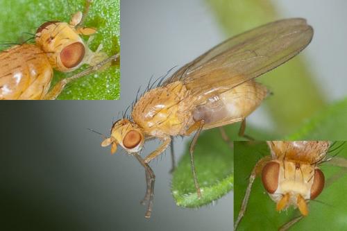 Lyciella rorida