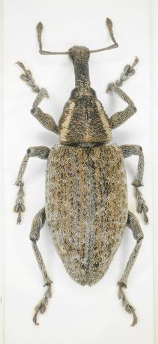 Lepyrus palustris