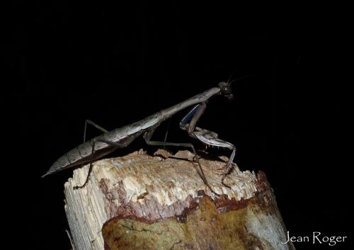 Polyspilota sp.