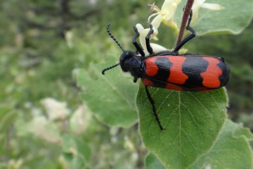 Réf. 213 595 : Mylabris syriaca